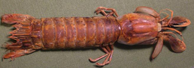 faughnia formosae.bmp